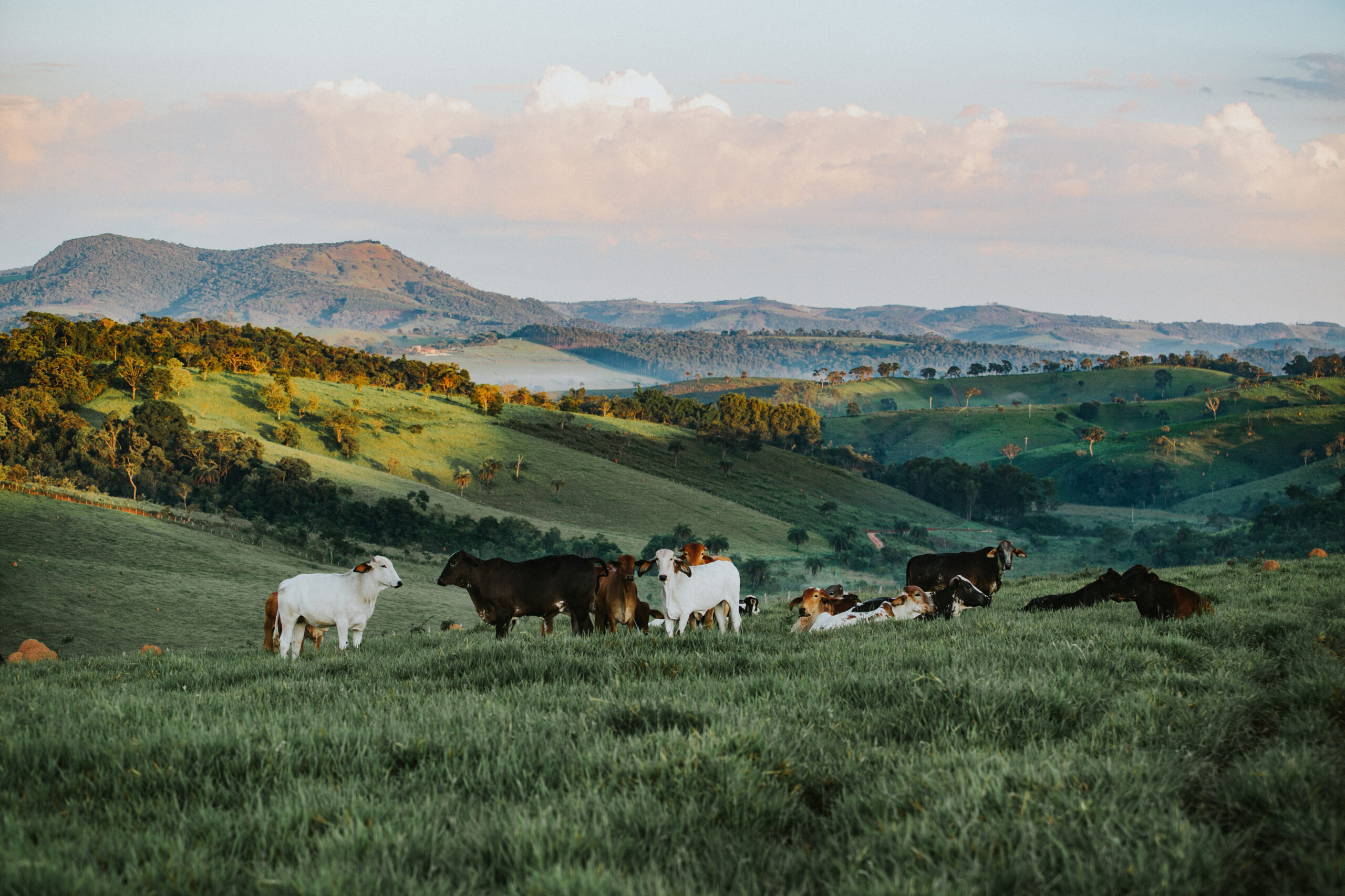 Top 5 Farm Insurance Coverage Considerations