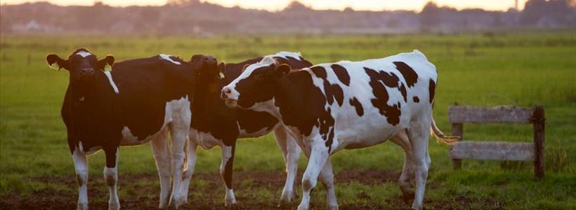 5 Key Facts About Livestock Insurance Coverage
