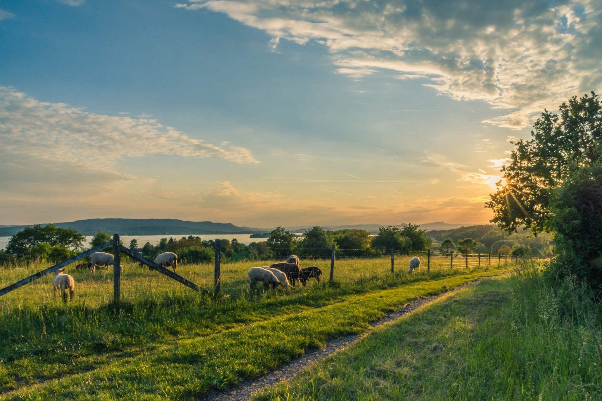 The Importance of Farm Fencing for Livestock